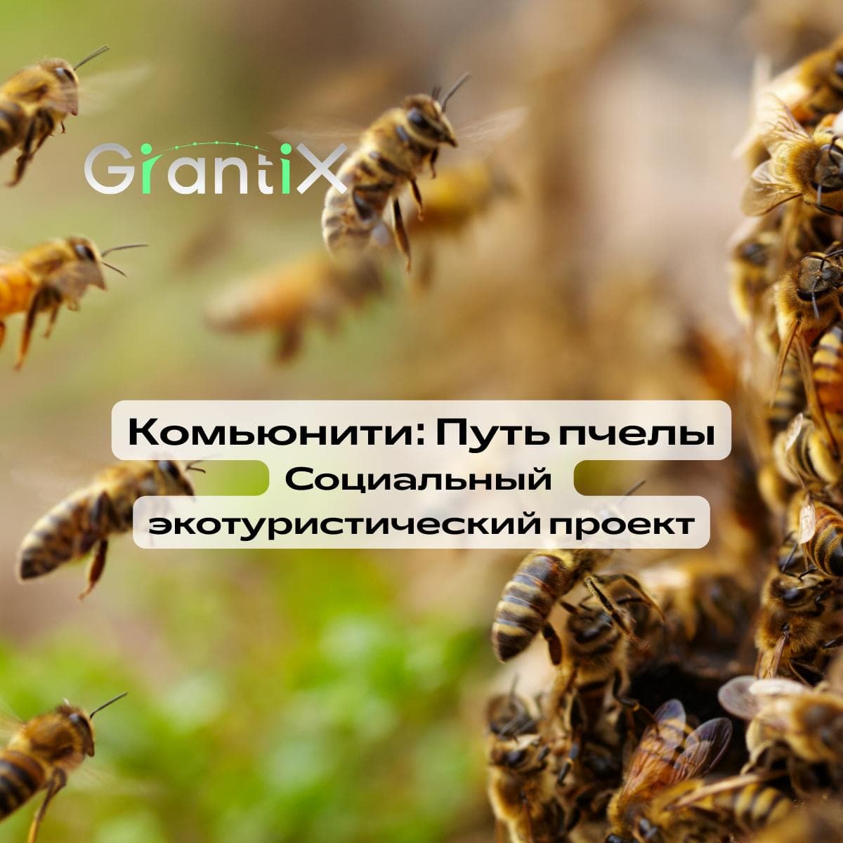 «Путь пчелы»: новый социальный проект из Армении на платформе GrantiX