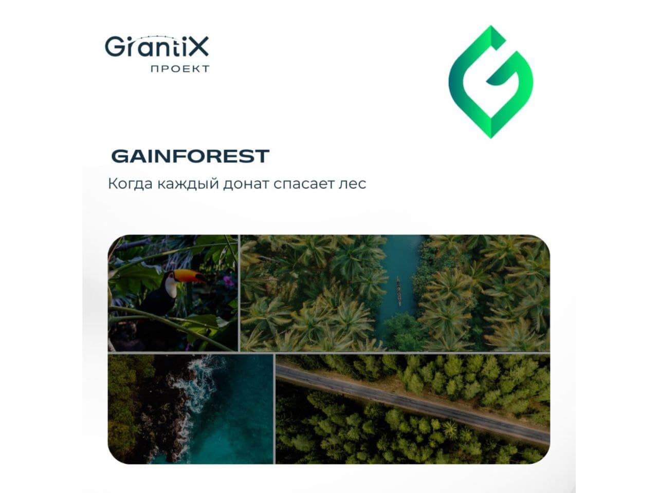 GainForest: когда каждый донат спасает лес